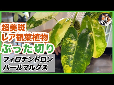 園芸 ゴジ、バーバリ・リシエット