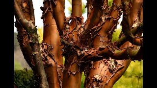 Planting Tips And Some Unique Facts About Paperbark Maple
