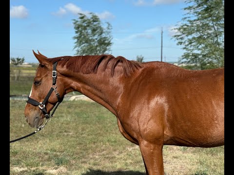 Frappuchino HH Z FOR PLEASURE x DARCO - Video 5 video thumbnail