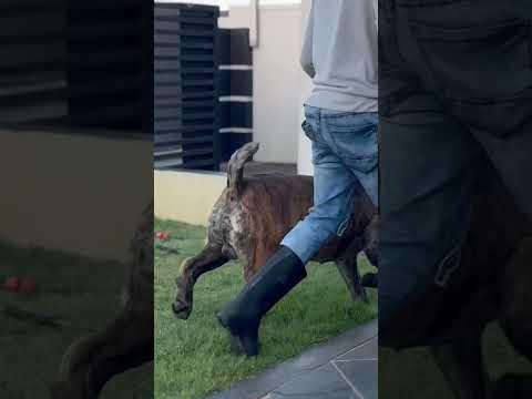 , title : 'Huge Boerboel moving like a racehorse! 🐎 🐎🐎 #bigdog #boerboel #powerfuldogs #mastiff'