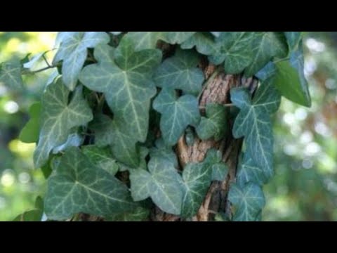 IEDERA si efectele sale benefice organismului