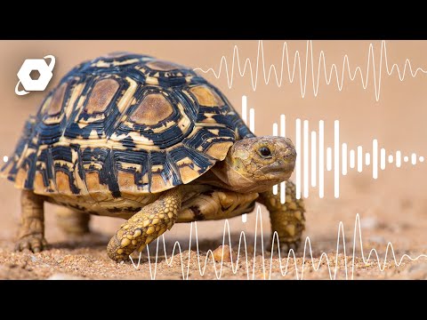 How AI Is Allowing Us To Speak To Wildlife