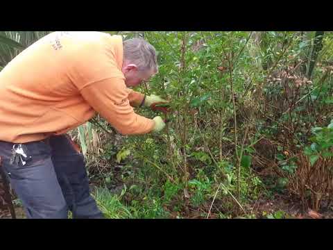 CLOUD PRUNING DEMONSTRATION