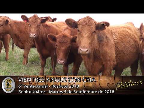 21-08-18 Vientres - Día de Campo - Rusticos 2018 - Benito Juárez