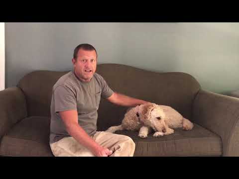 YouTube video about: When can I bathe my dog after lime sulfur dip?