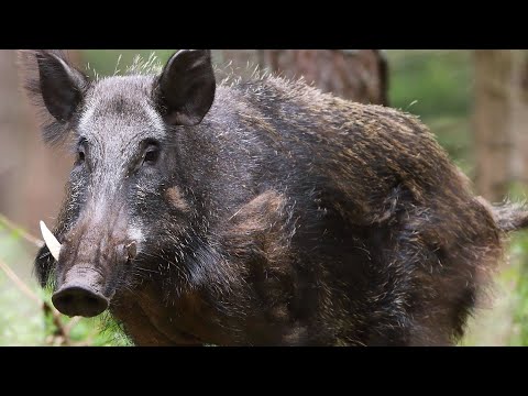 Trapping wild BOAR in home-made trap goes TOTALLY WRONG!