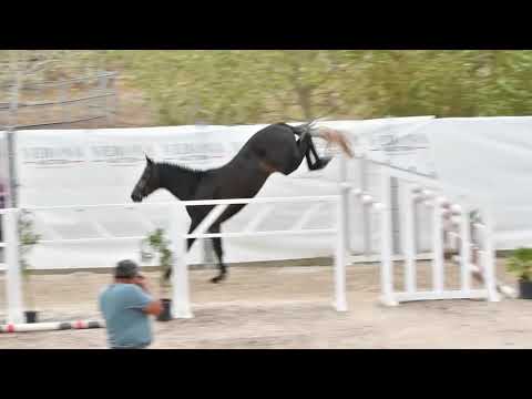 Cornetino (CORNET DE LUX x ZOLA DADY) 3 years old stallion