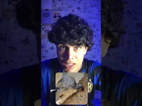 اخطر حيوانات في العالم😱 ❌