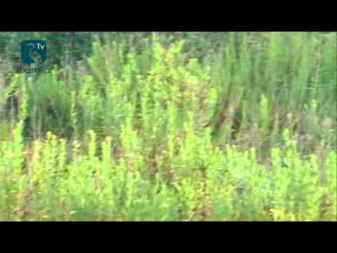 Ctm 12 04 Marieta y Cristobal casados con la caza