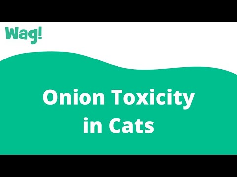 Onion Toxicity in Cats | Wag!