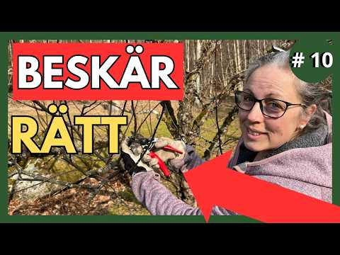 Beskära gammalt äppelträd – grenarna du ska ta bort