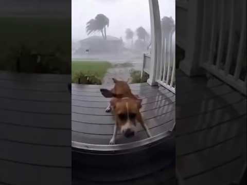 Tornado Snatches Dog and Hurls It Into the Air! #wildlife #entertainment