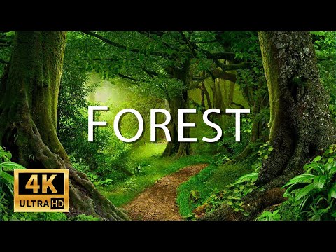 FLYING OVER FOREST (4K UHD) - Amazing Beautiful Nature Scenery with Relaxing Music- 4K Video UltraHD