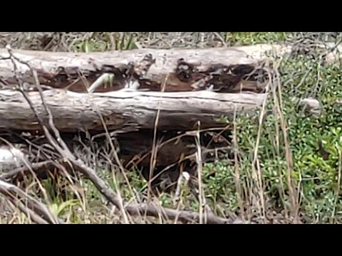 Open Range- Broader Spectrum of Bigfoot