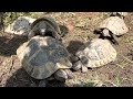 Turtles making love