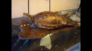 Especial 600 suscriptores. Documental Tortugas y abandono.