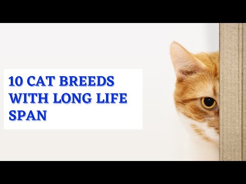 10 Cat Breeds that has long life span - may kasamang puspin