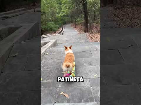 Amazing! Dog Skateboards Like a Pro