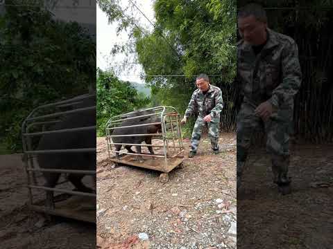 Wild Boar vs Stick: The Incredible Strength of a Captured Boar!