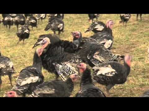 The Hungry Sailors visit South Torfrey Farm