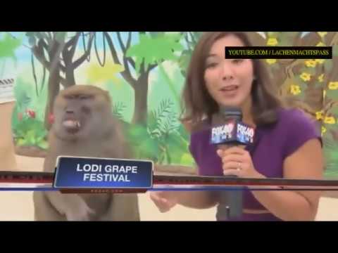 wer lacht verliert 😝 Lustige TV Pannen