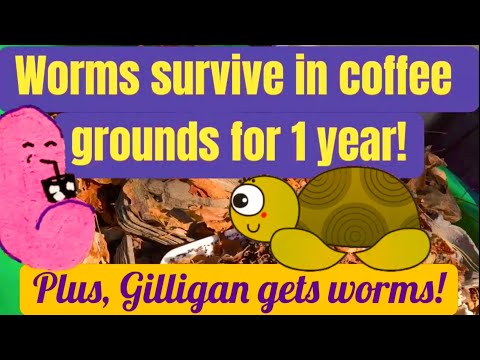Worms survive in coffee grounds for 1 year (plus, Gilligan gets worms!)