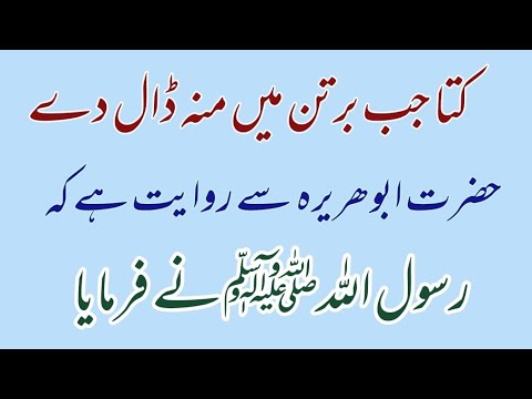 How to clean a dog when it bites into a pot