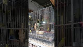 Download lagu Ciri khas suara call pleci dakun lombok 💥💥💥 #burung #pleci #dakun #lombok #ombyokan | MEDIA KICAU mp3