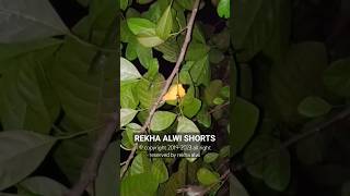 Download lagu burung cuit cuit dan gereja tidur berdampingan #alam #nature mp3