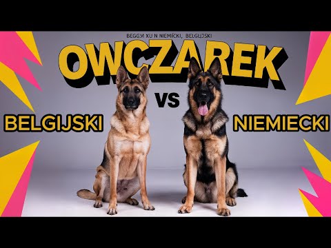 Owczarek Niemiecki vs Owczarek Belgijski #malinois  –Porównanie Ras |  Pies Dla Twojego Stylu Życia?