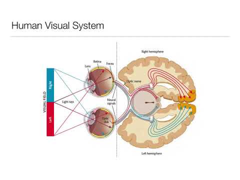 Introduction to Psychology 3.3: Sensation and Perception- Vision