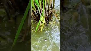 Download lagu Nasi   Ikan = Menang-Menang! mp3