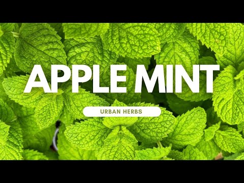 Unleash the Flavor of Apple Mint: A Step-by-Step Growing Guide