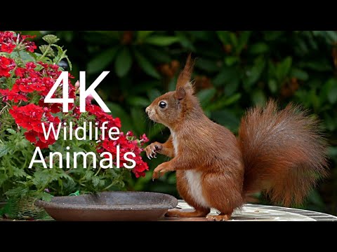 Unique Animals Collection Film 8K HDR 60FPS Nature Video