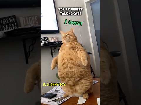 RanKinG tHe FuNNiesT TalKinG CaTs 😻📈
