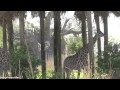 Kilimanjaro Safaris Full Ride Disney World S Animal Kingdom