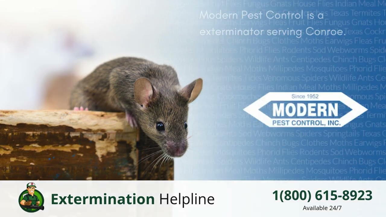 Top 3 Exterminators in Conroe