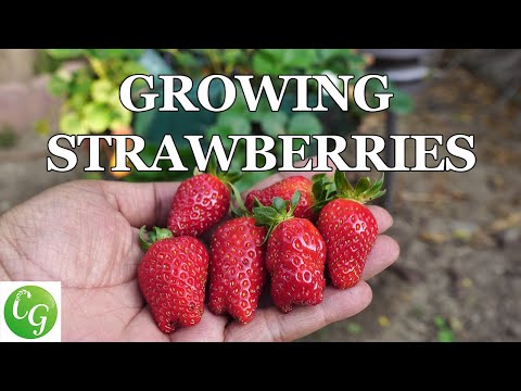 Growing Apples Unveiling the Magic of 4 In 1 Grafted Apple Trees