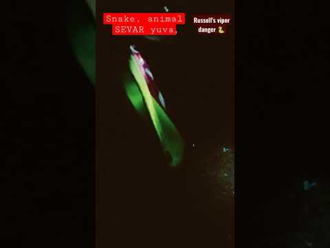 #kannadiviriyansnake# |snake & Animal saver | Snake Tamilnadu #Snake catcher Yuvaraj