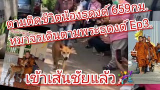 ตามติดชีวิตน้องธุดงด์ 569กม. หมาจรเดินตามพระธุดงด์ Ep3.