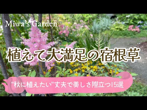 多年生の花、春、種をまく、植物、秋、10月、11月、ルドベキア
