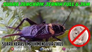 Download lagu SUARA JANGKRIK JALITENG NYARING - AMPUH UNTUK MENGUSIR TIKUS FULL 6 JAM NON STOP mp3