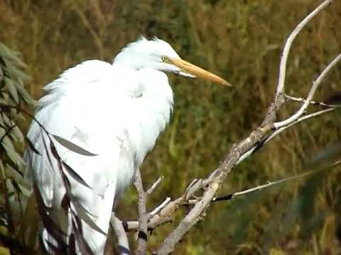 Garza Blanca, Great Egret. General Roca, Rio Negro. Argentina. Abril de 2022