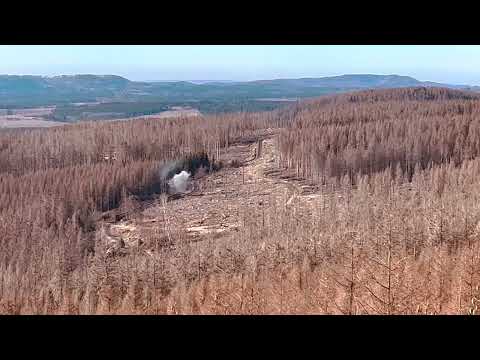 Der tote Wald im Harz 🥲