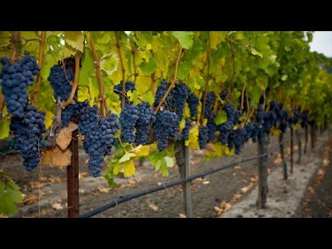 , title : 'Jesenji radovi u vinogradu - orezivanje, prihrana i zaštita vinove loze'