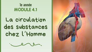 La circulation des substances chez l'Homme