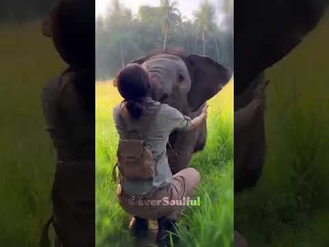 A Little Elepahnt with big Heart for his Human