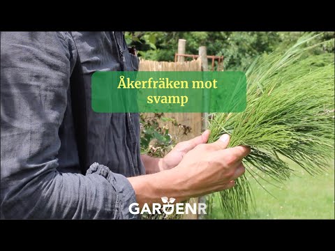 Åkerfräken mot svamp - Trädgårdshacks med GardenR
