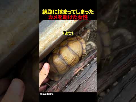線路に挟まってしまったカメを助けた女性