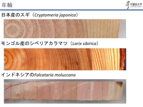 農学部森林科学科　模擬授業「木材組織学～年輪はどのようにしてできるのか～」石栗太